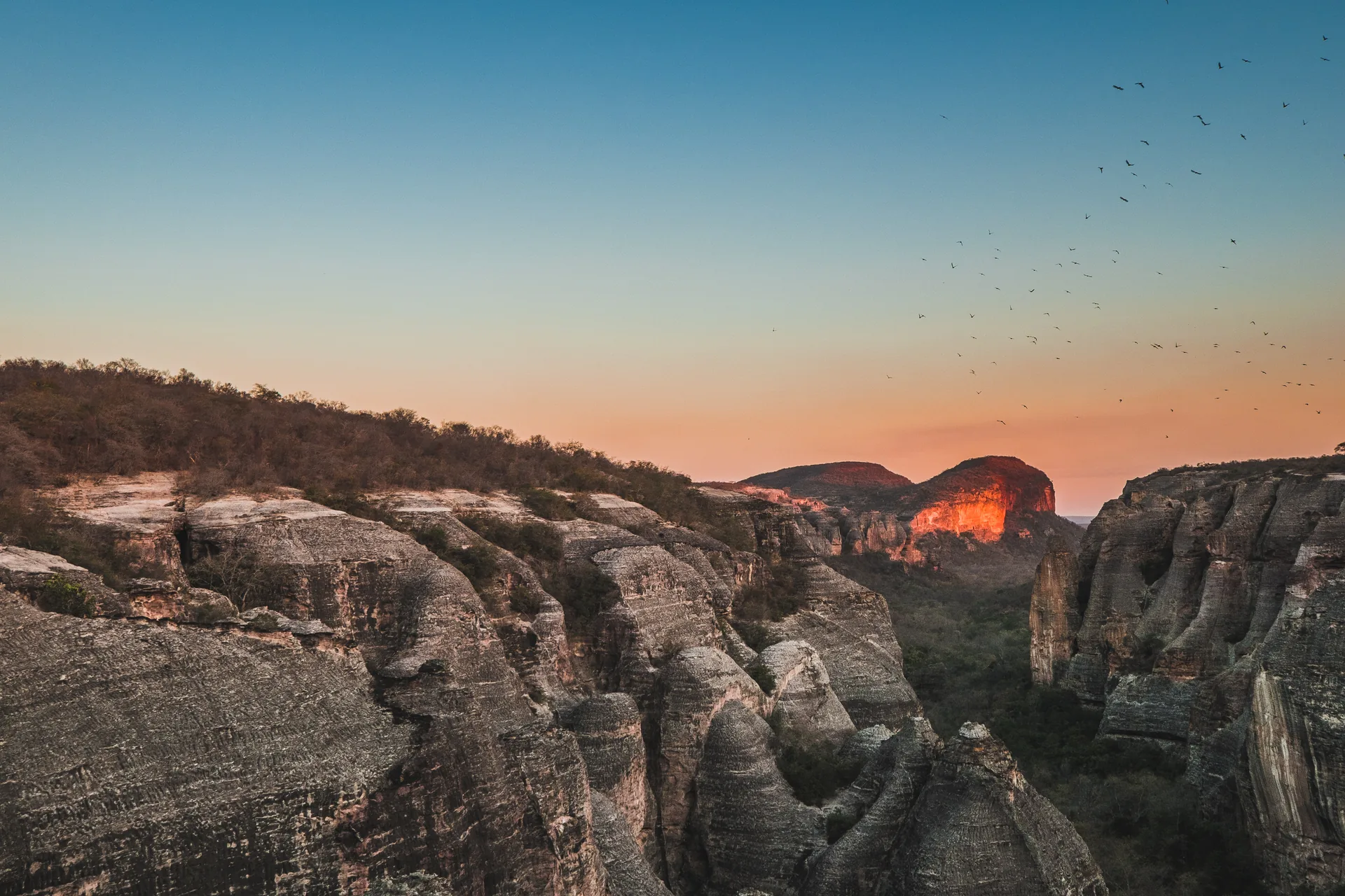 Caatinga