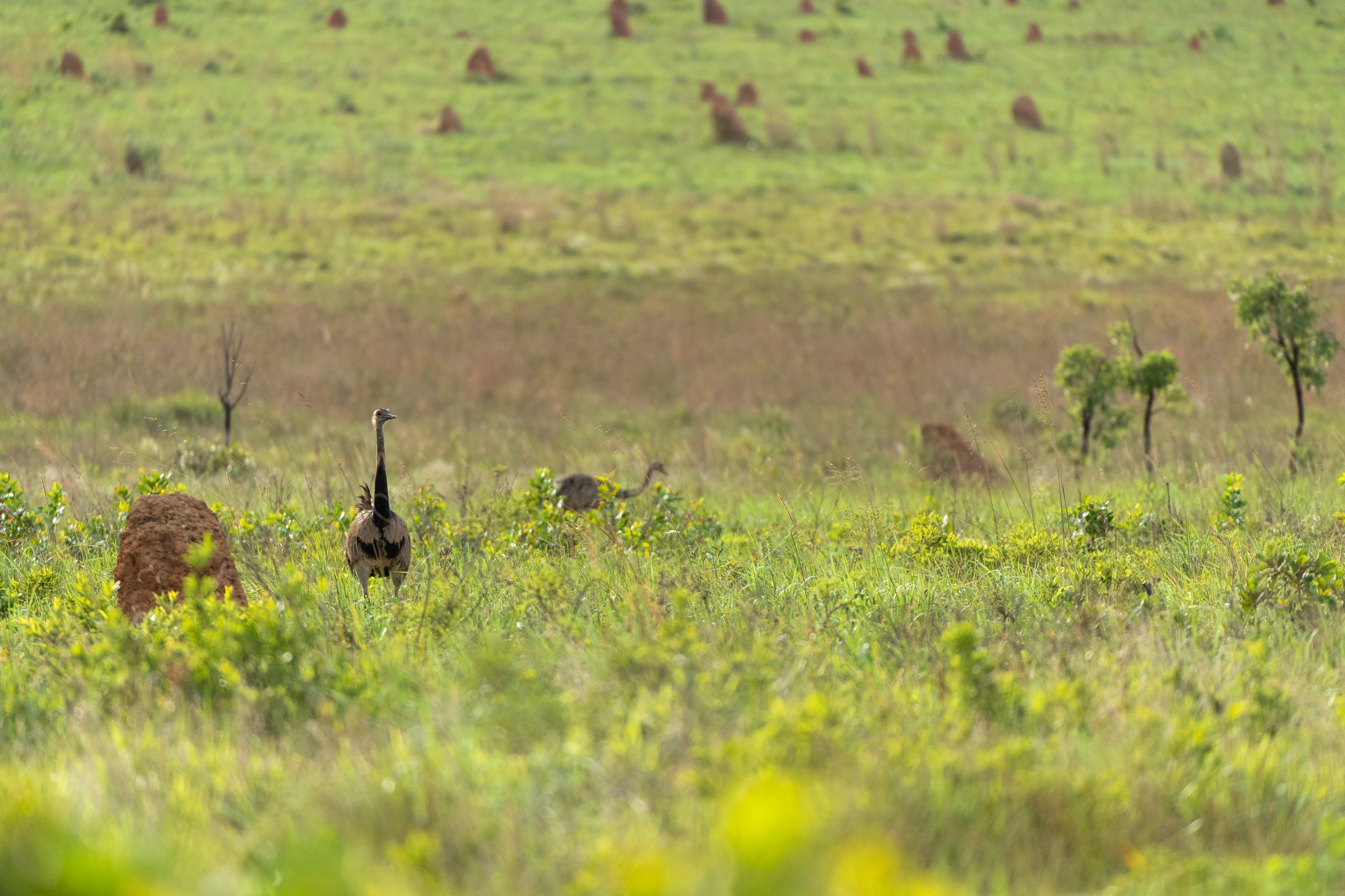 Parque Nacional das Emas — Cerrado