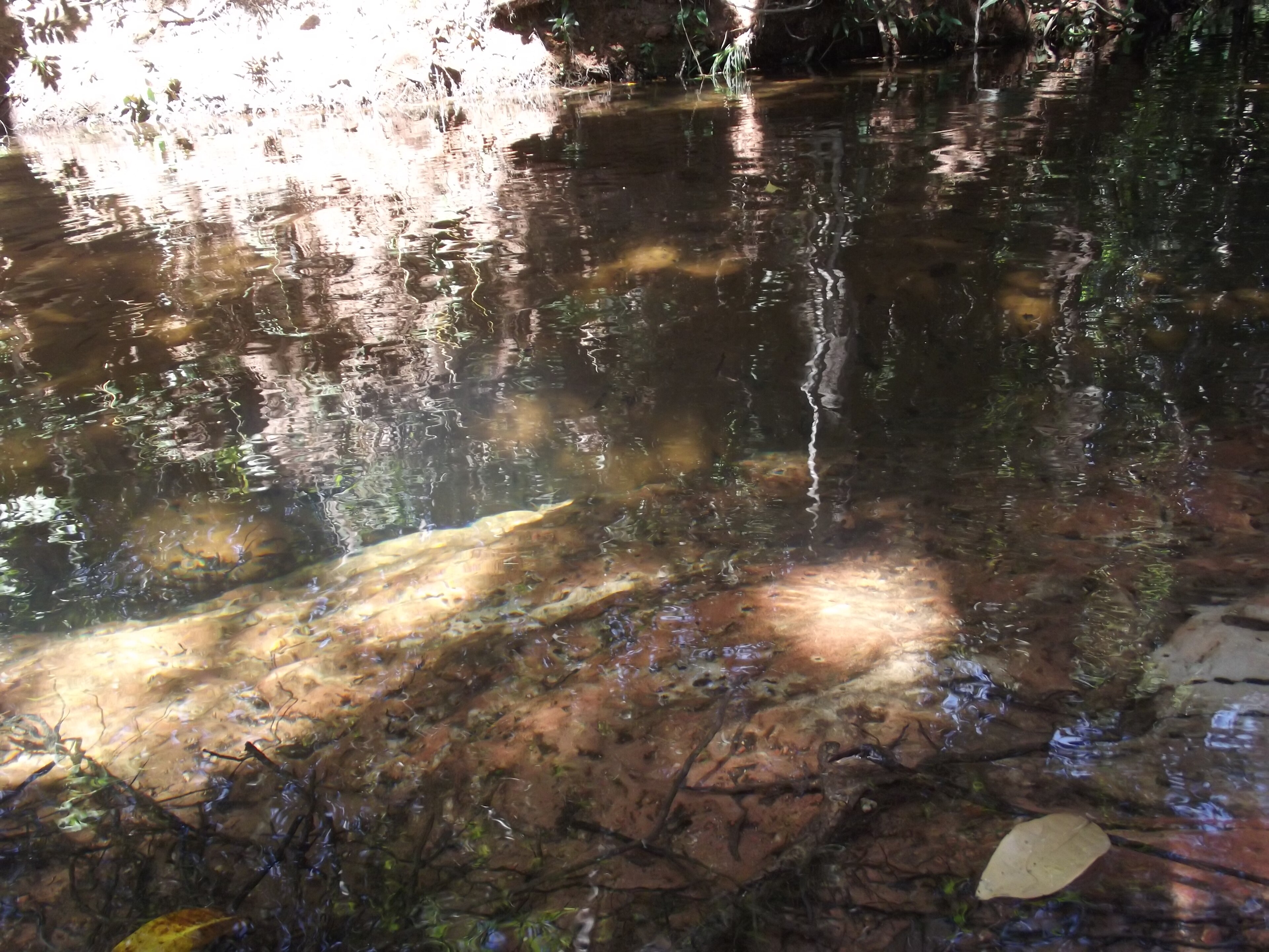 Parque Nacional das Nascentes do Rio Parnaiba — Cerrado