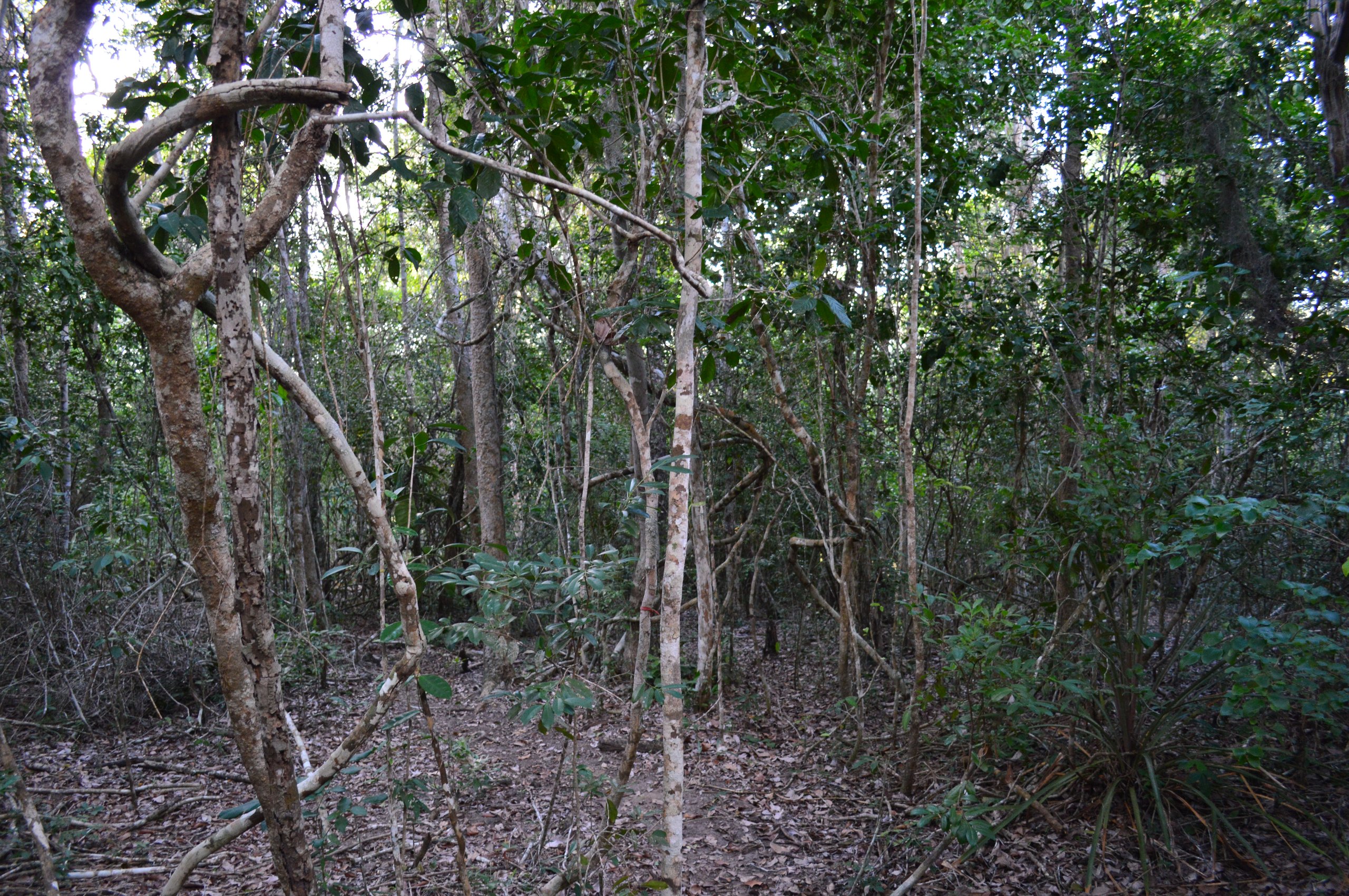 Parque Nacional de Boa Nova — Mata Atlântica