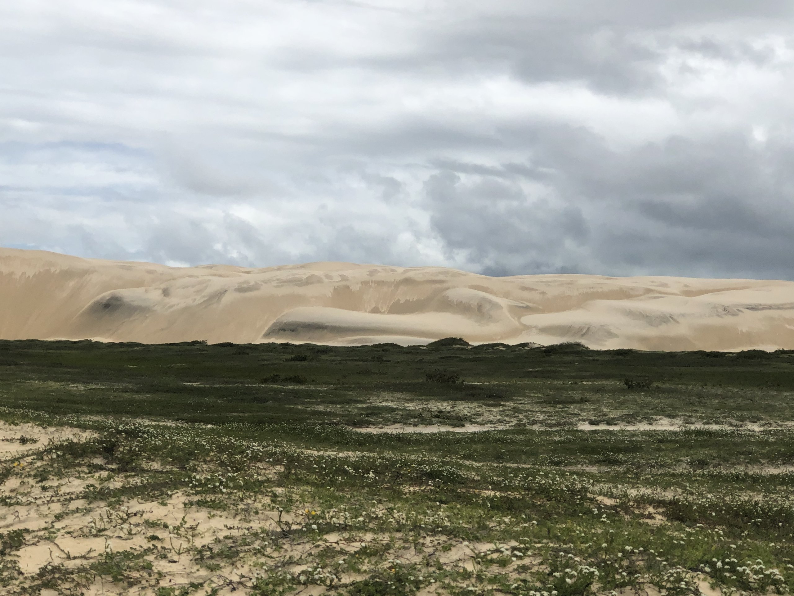 Parque Nacional de Jericoacoara — Caatinga