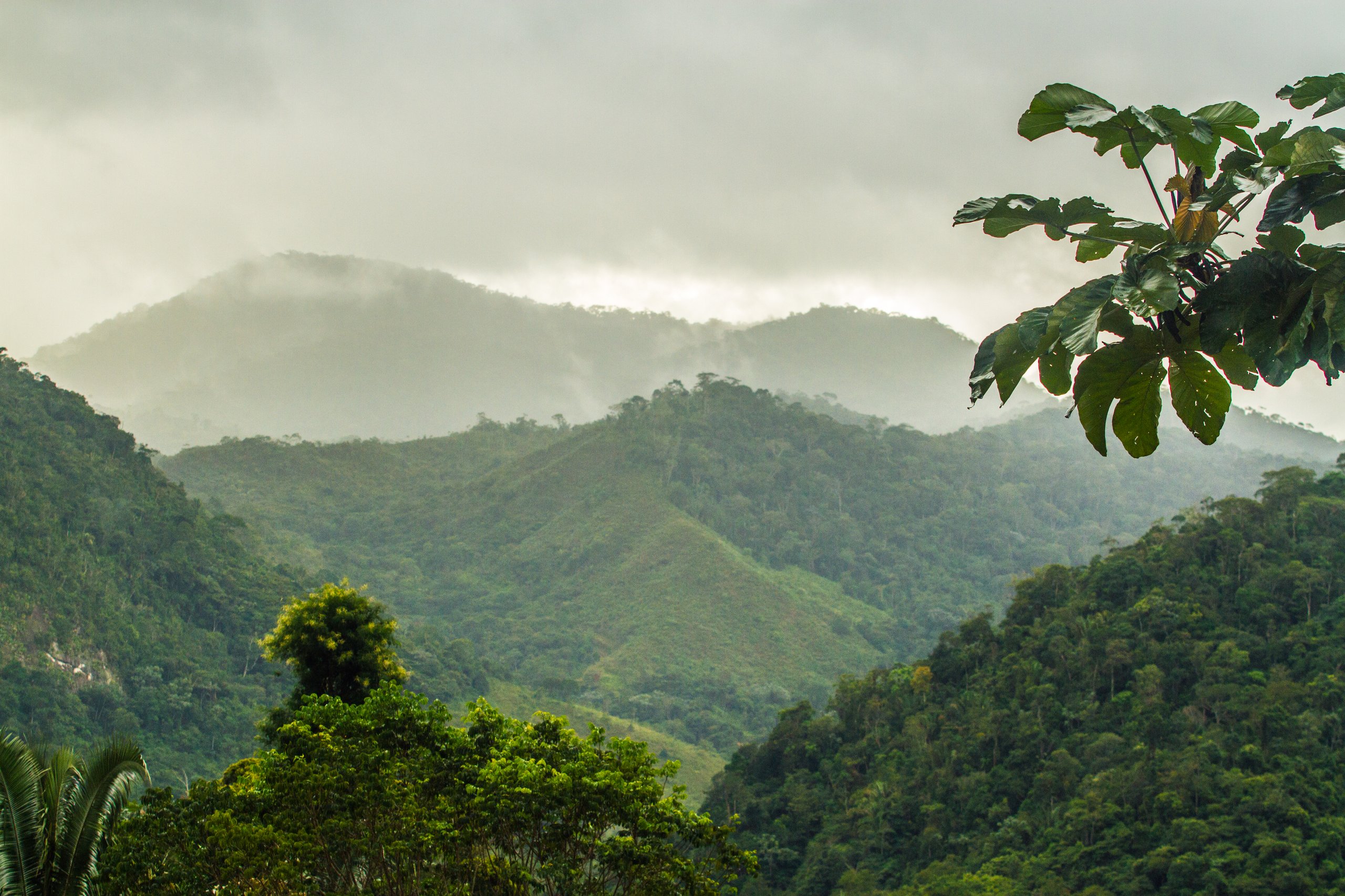 Parque Nacional do Alto Cariri — Mata Atlântica