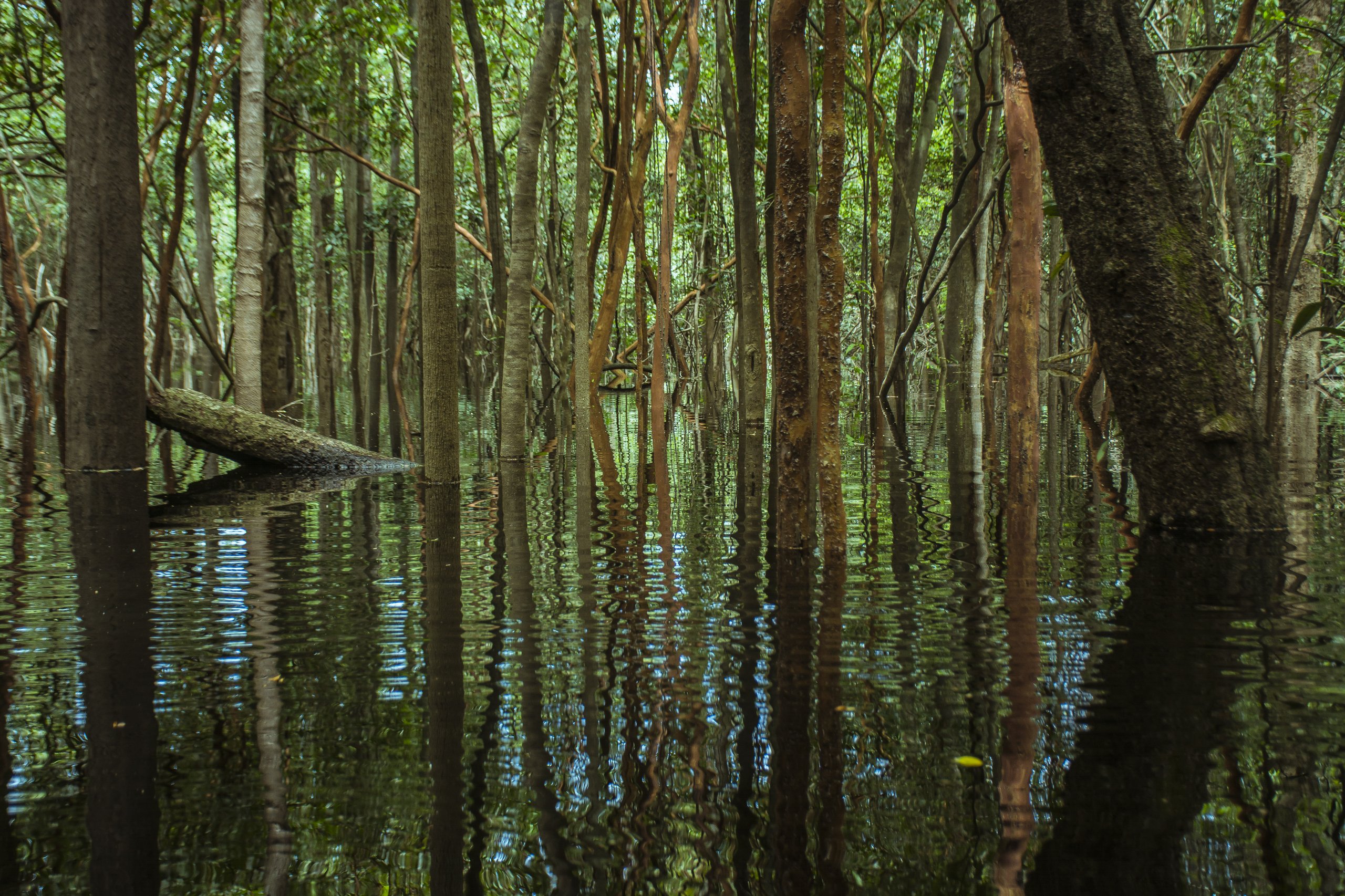 Parque Nacional do Jaú — Amazônia
