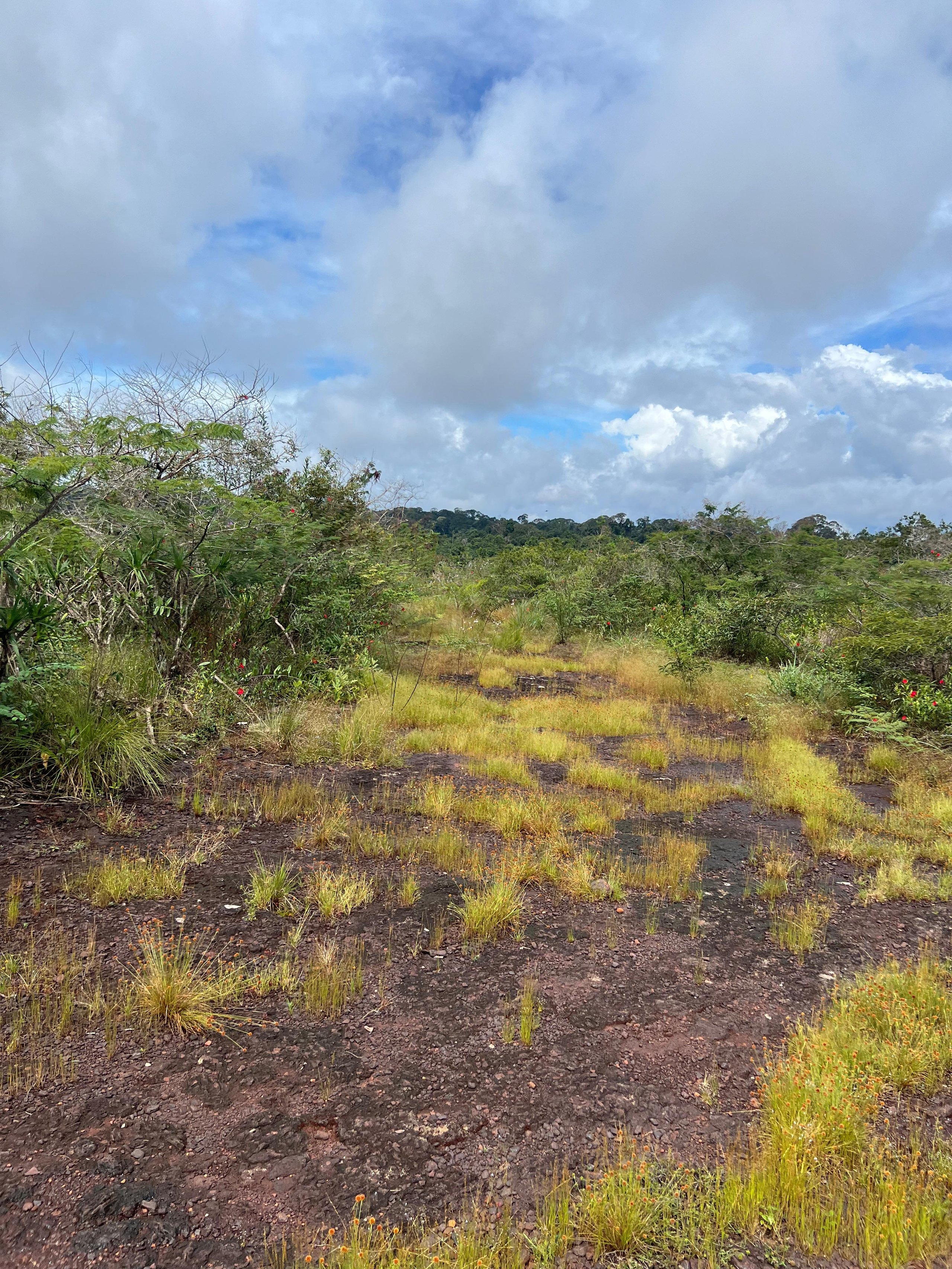 Parque Nacional dos Campos Ferruginosos — Amazônia