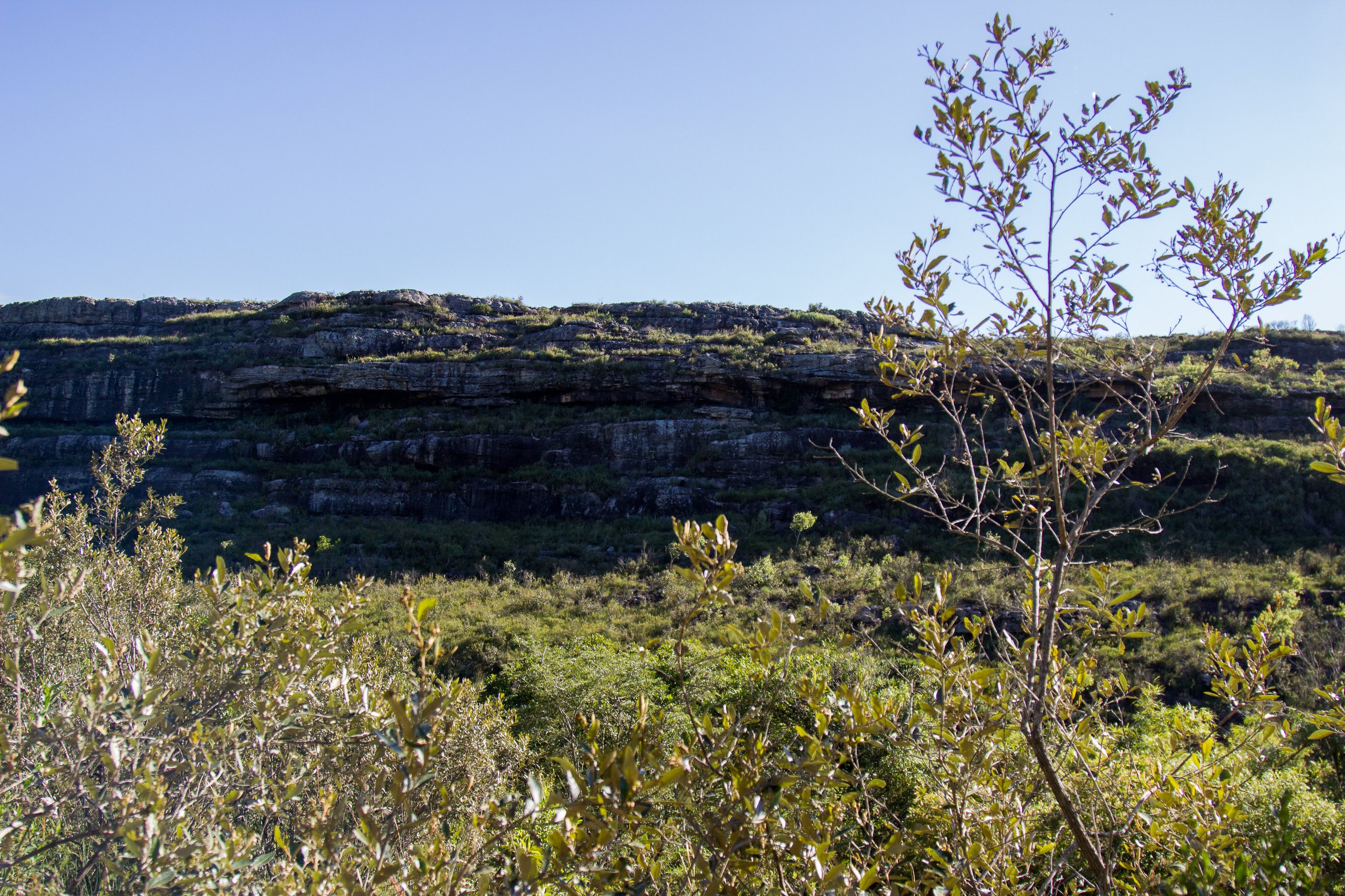 Parque Nacional dos Campos Gerais — Mata Atlântica