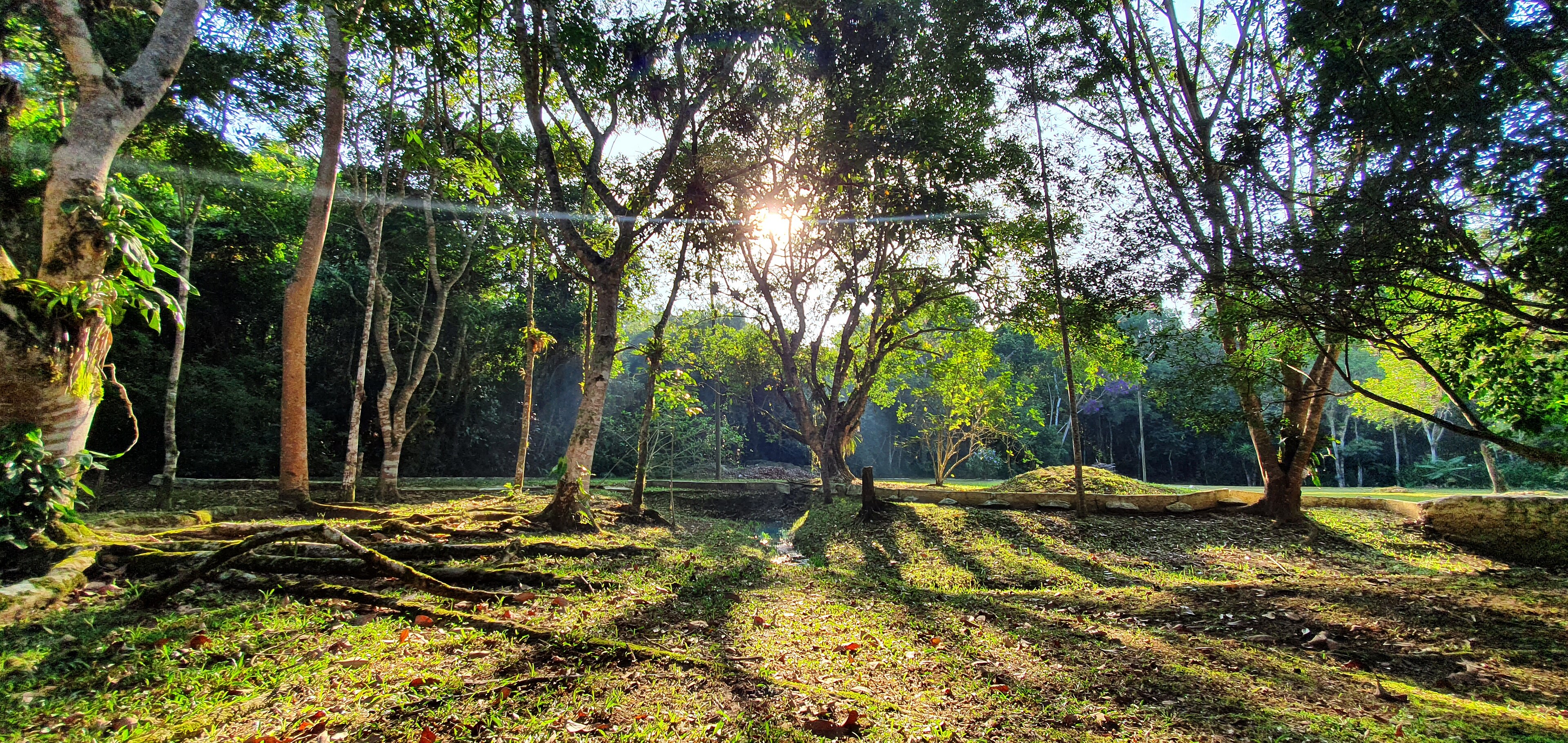 Parque Natural Municipal Augusto Ruschi — Cerrado
