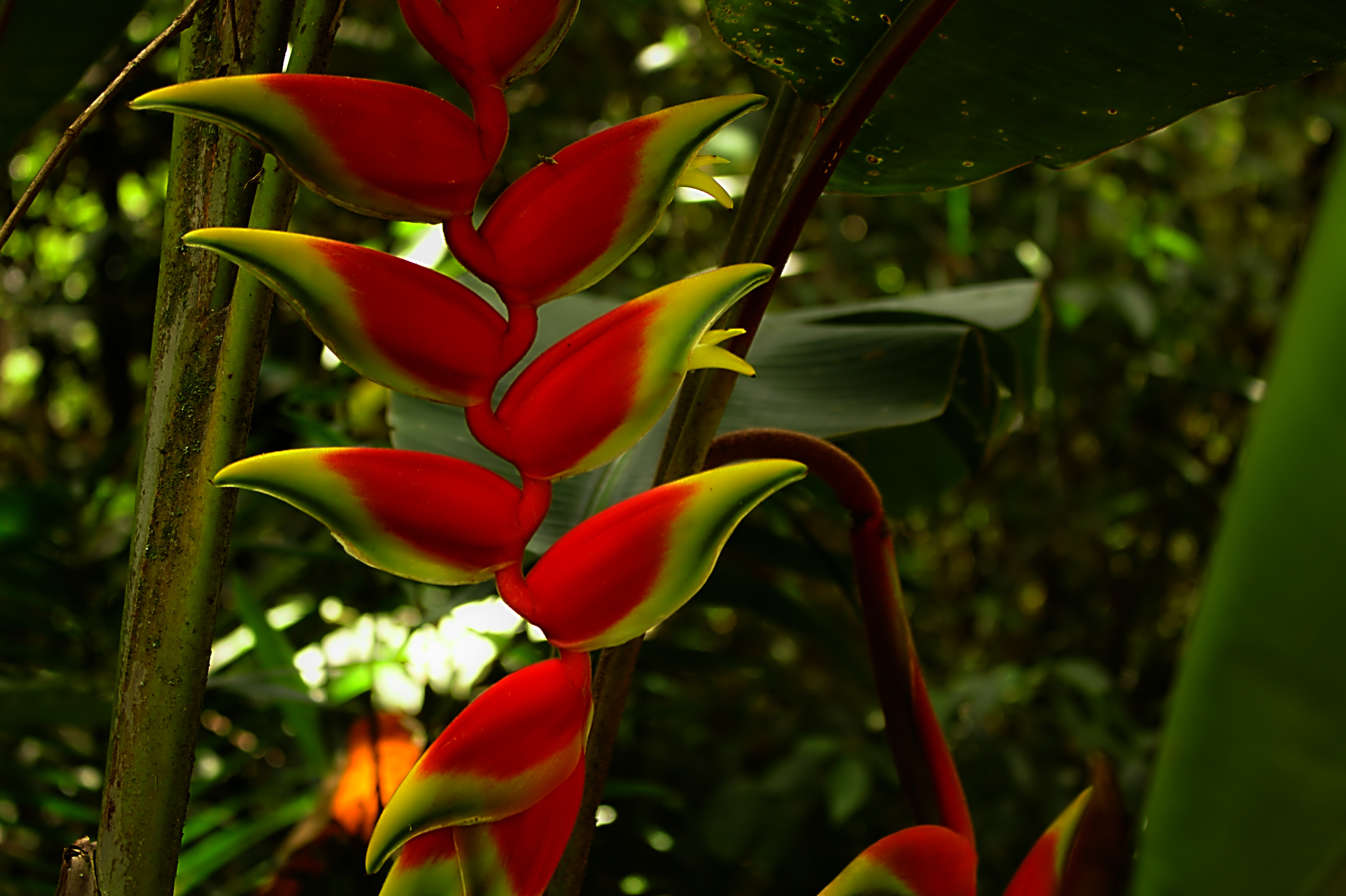 Parque Natural Municipal Bororé — Mata Atlântica