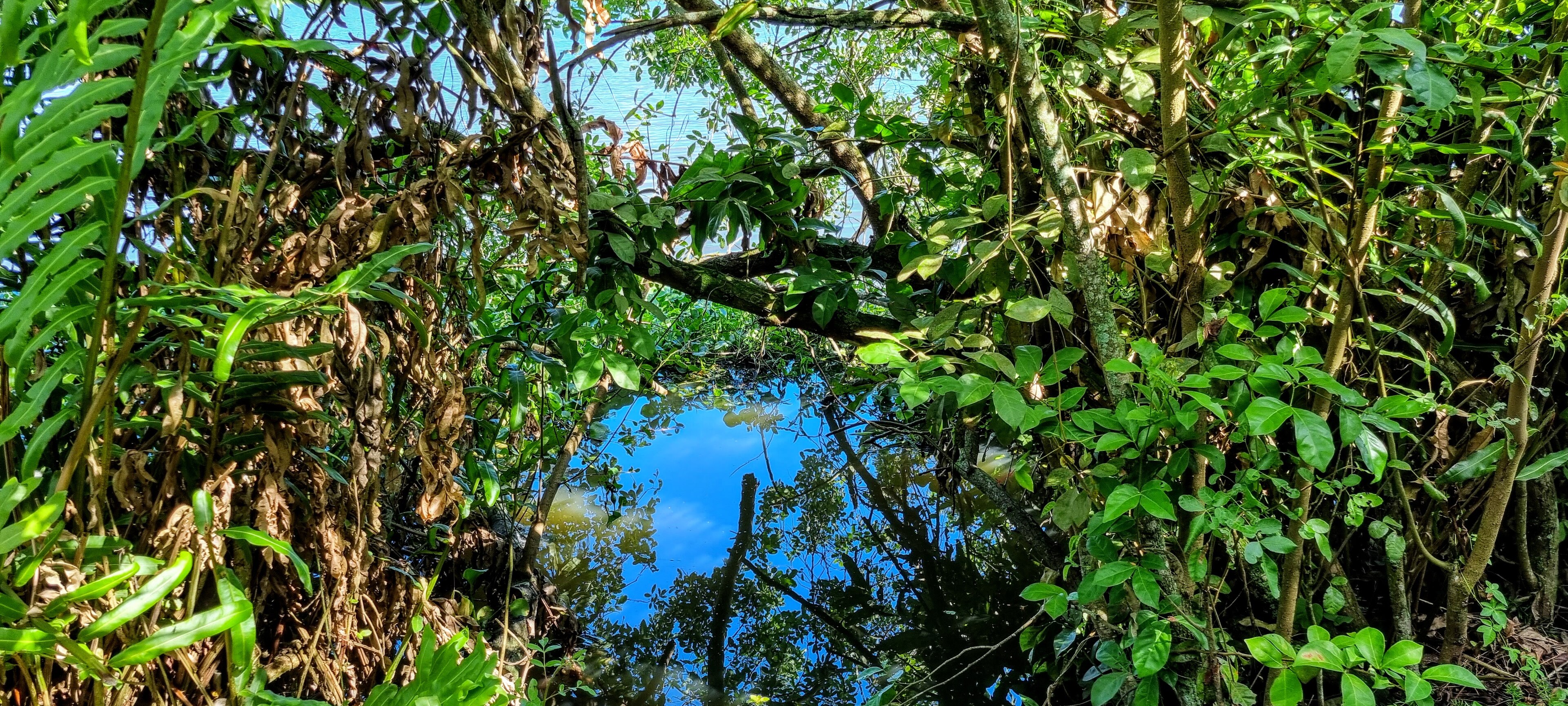 Parque Natural Municipal Chico Mendes — Mata Atlântica