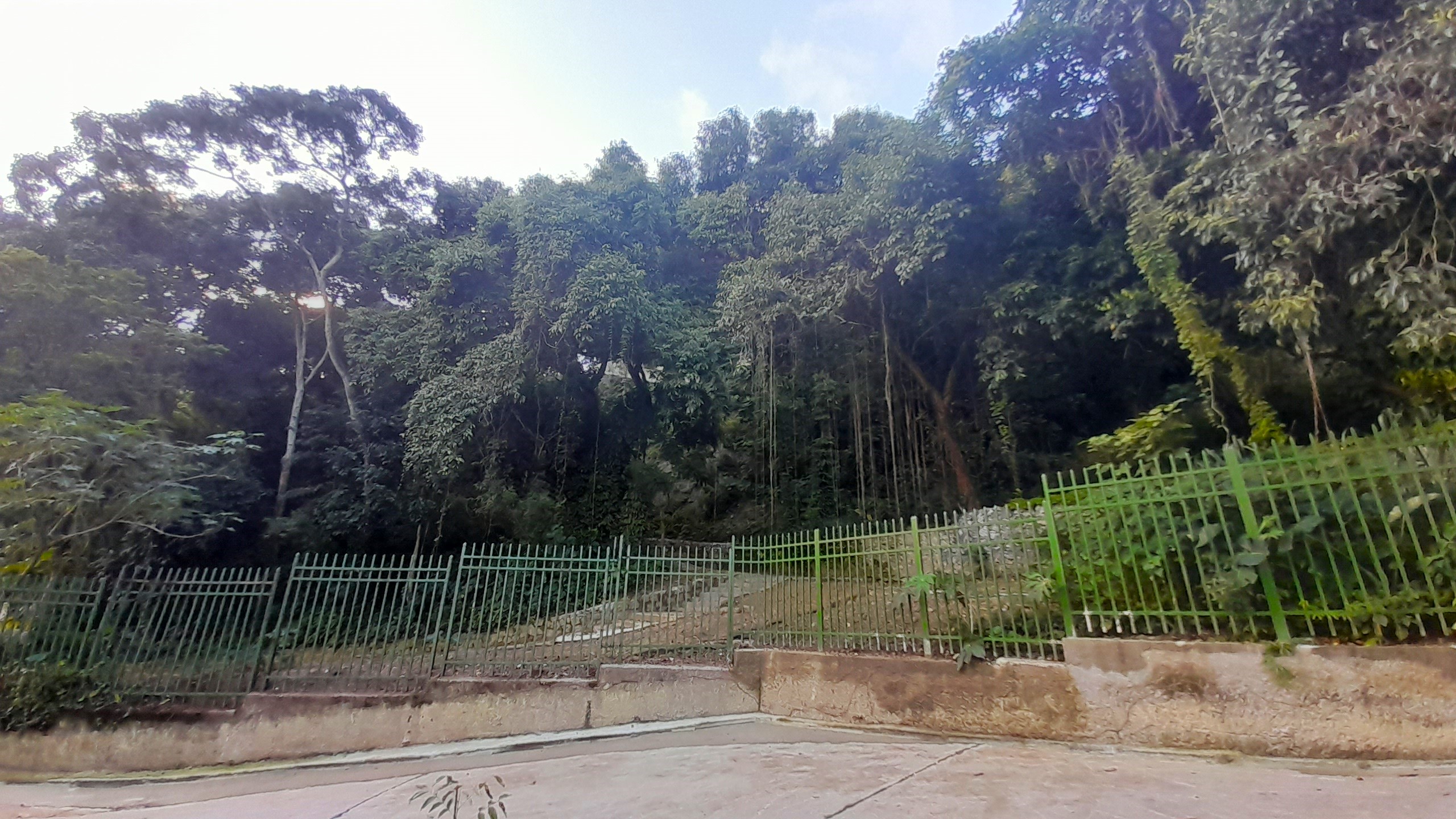 Parque Natural Municipal da Catacumba — Mata Atlântica