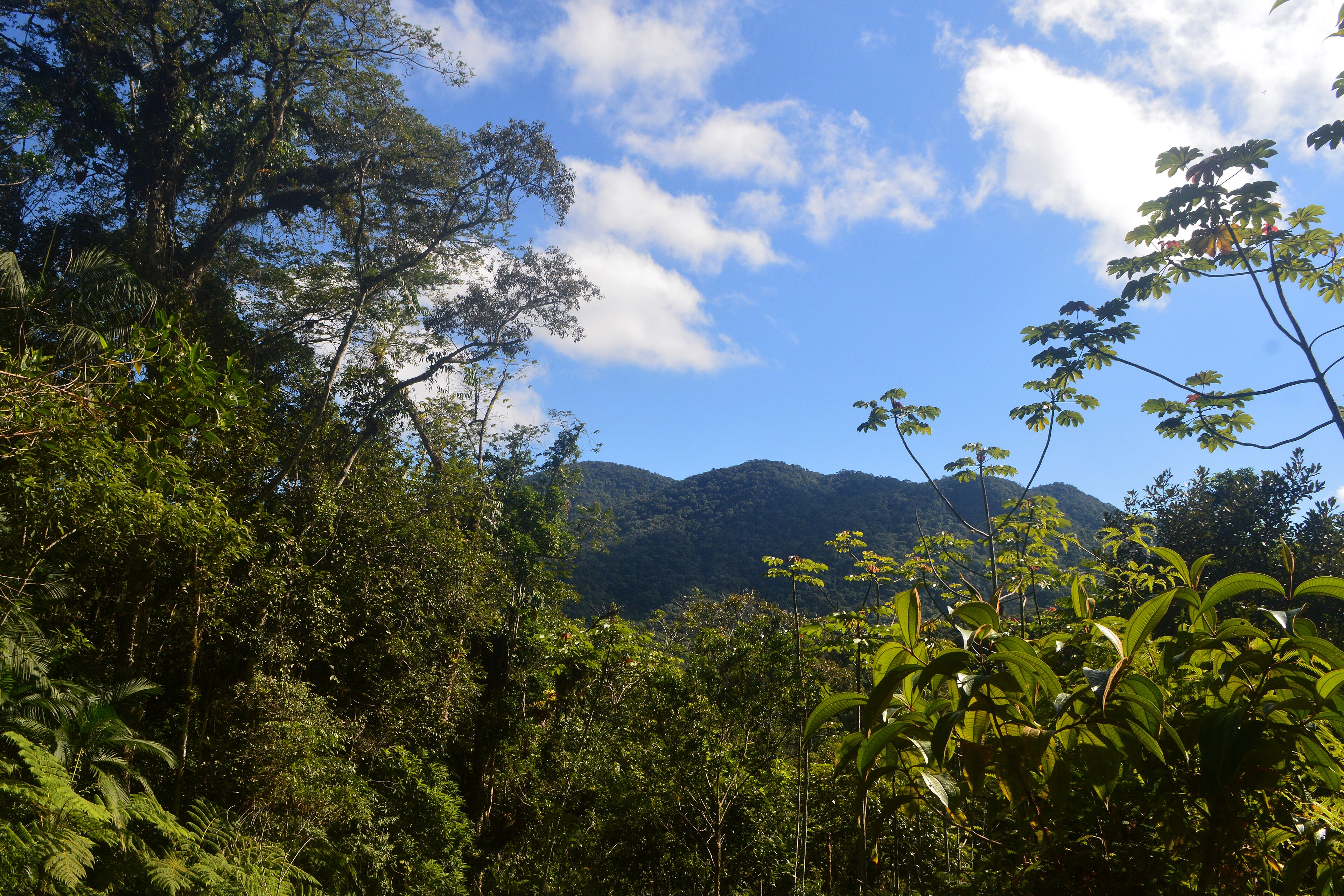 Parque Natural Municipal Morro do Baú — Mata Atlântica