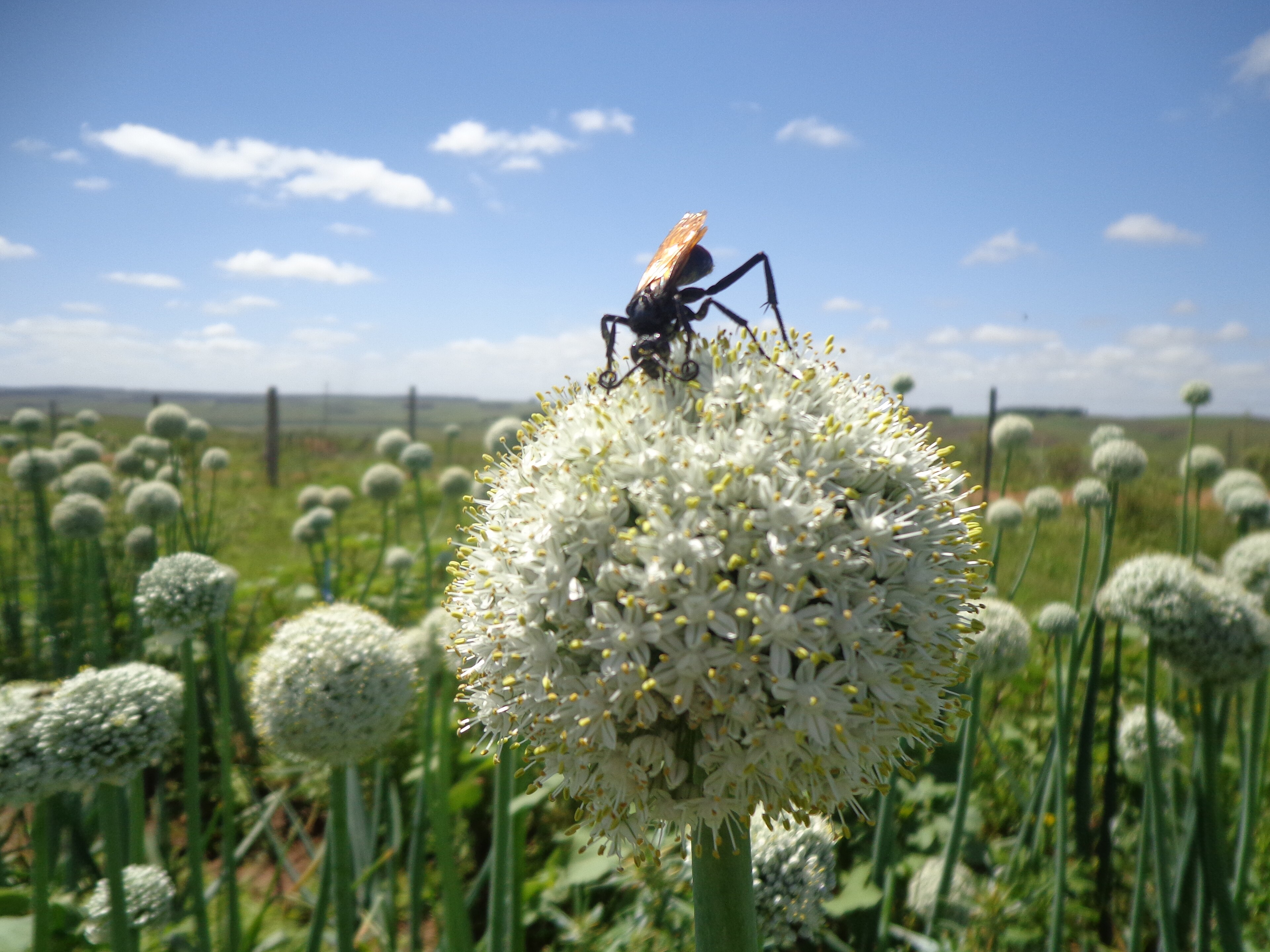 Reserva Biológica Biopampa — Pampa