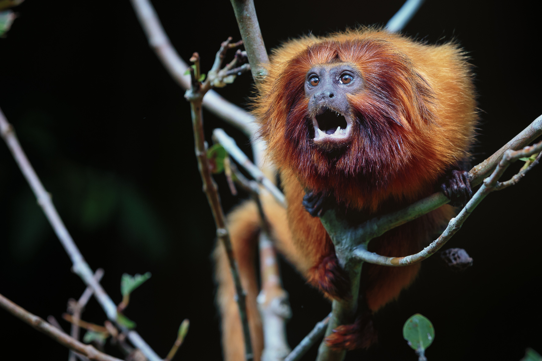 Reserva Biológica de Poço das Antas — Mata Atlântica
