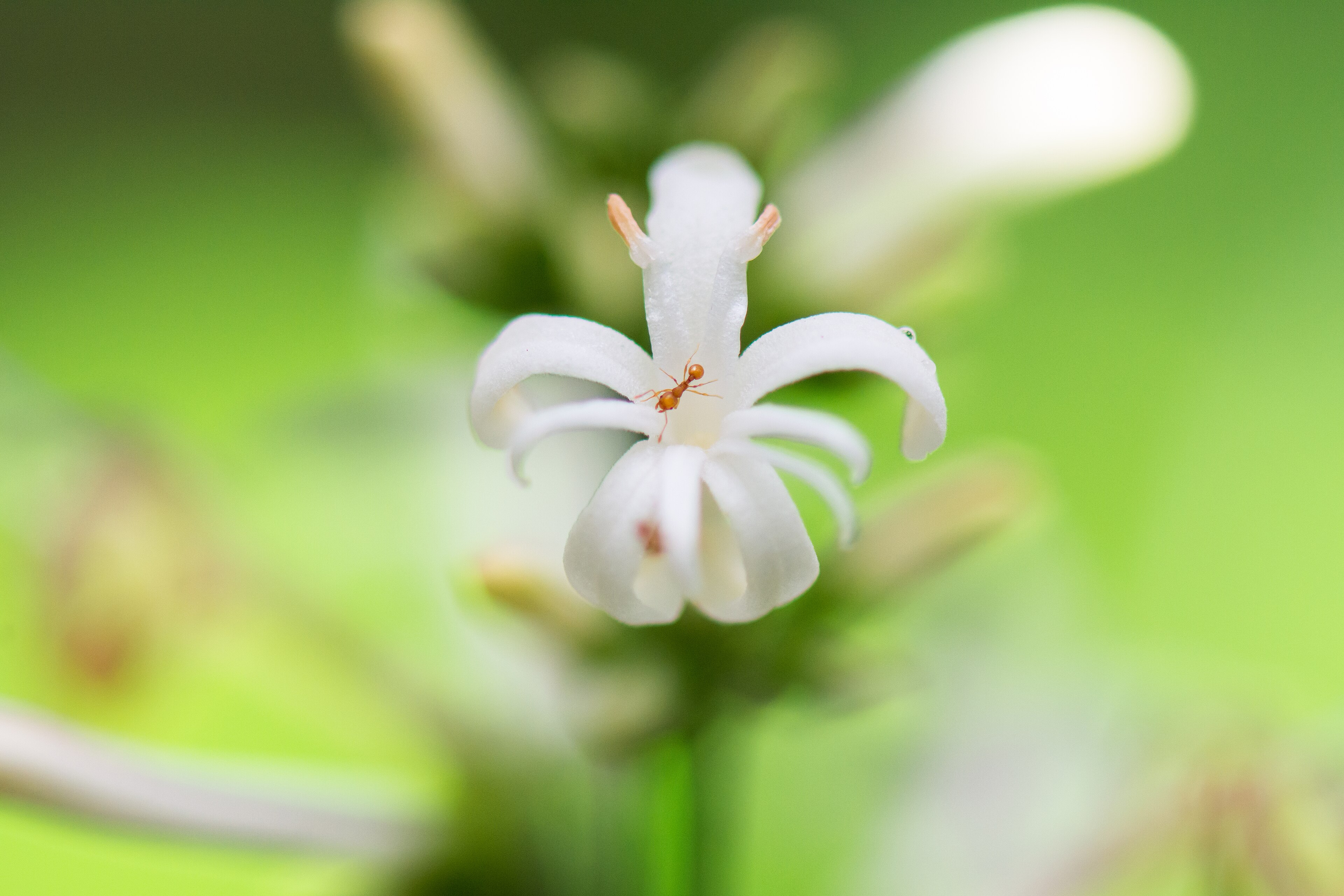 Reserva Biológica de Sooretama — Mata Atlântica