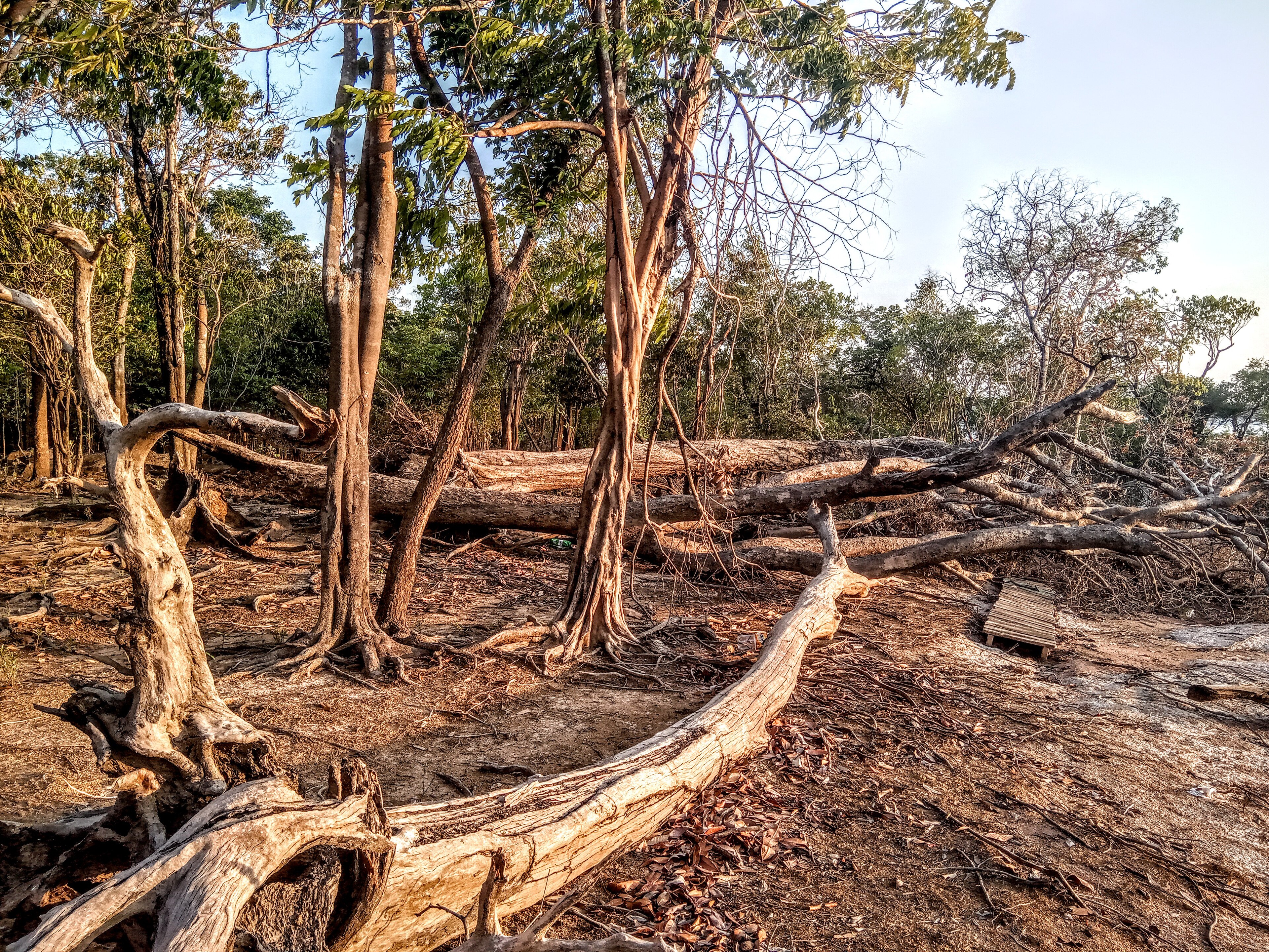 Reserva de Desenvolvimento Sustentável do Rio Negro — Amazônia
