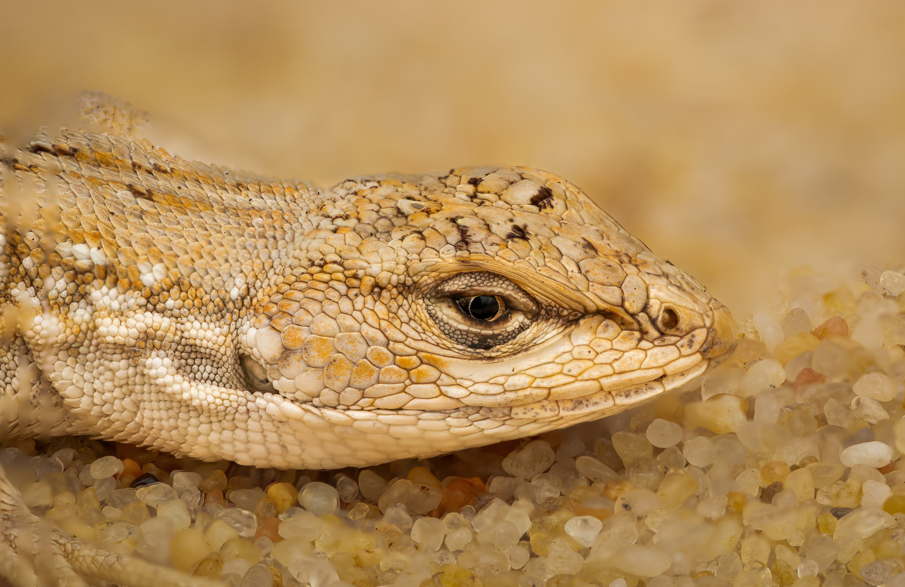 RPPN Estadual Barba — Pampa