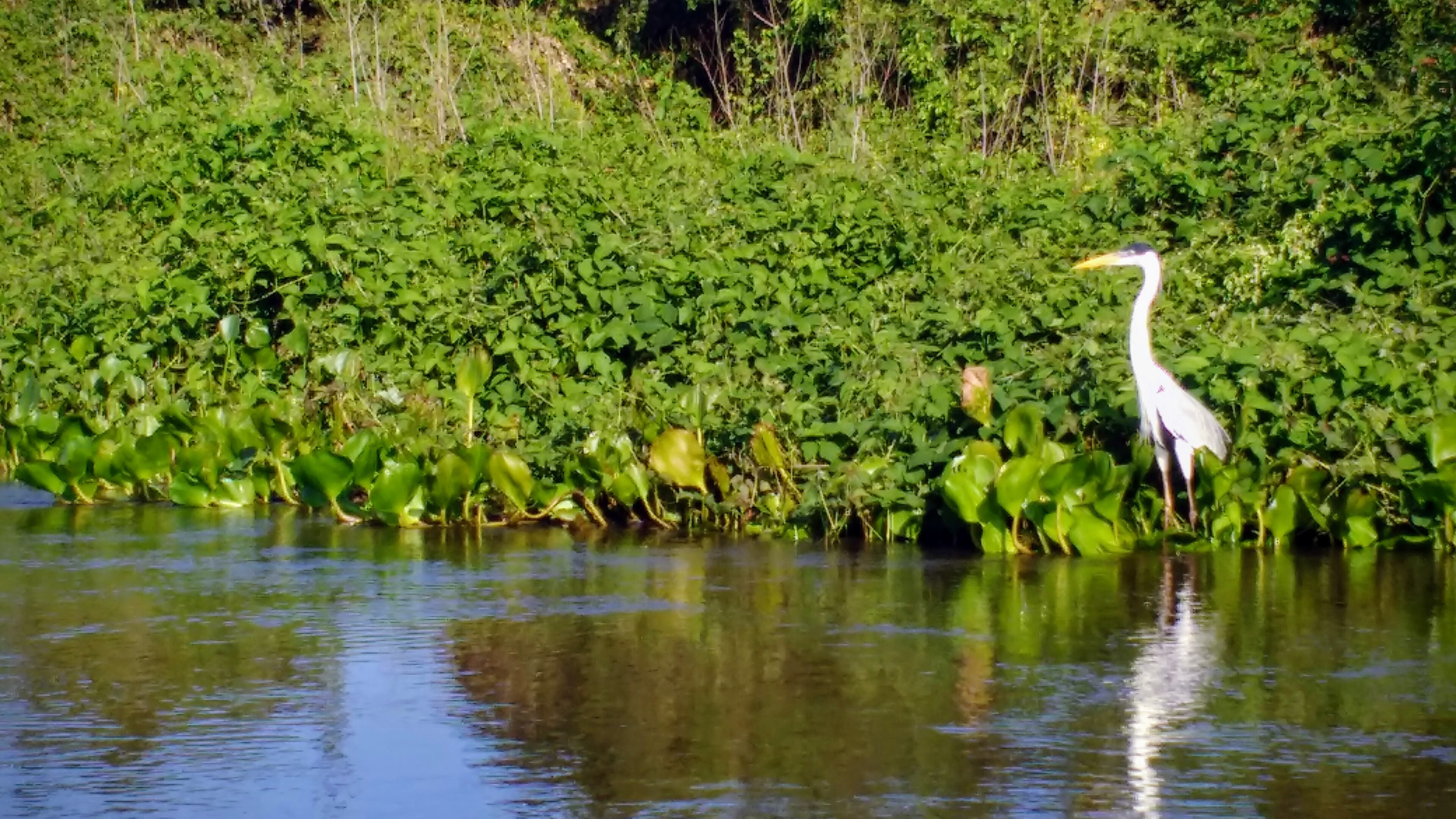 RPPN Estância Ecológica Sesc - Pantanal — Pantanal