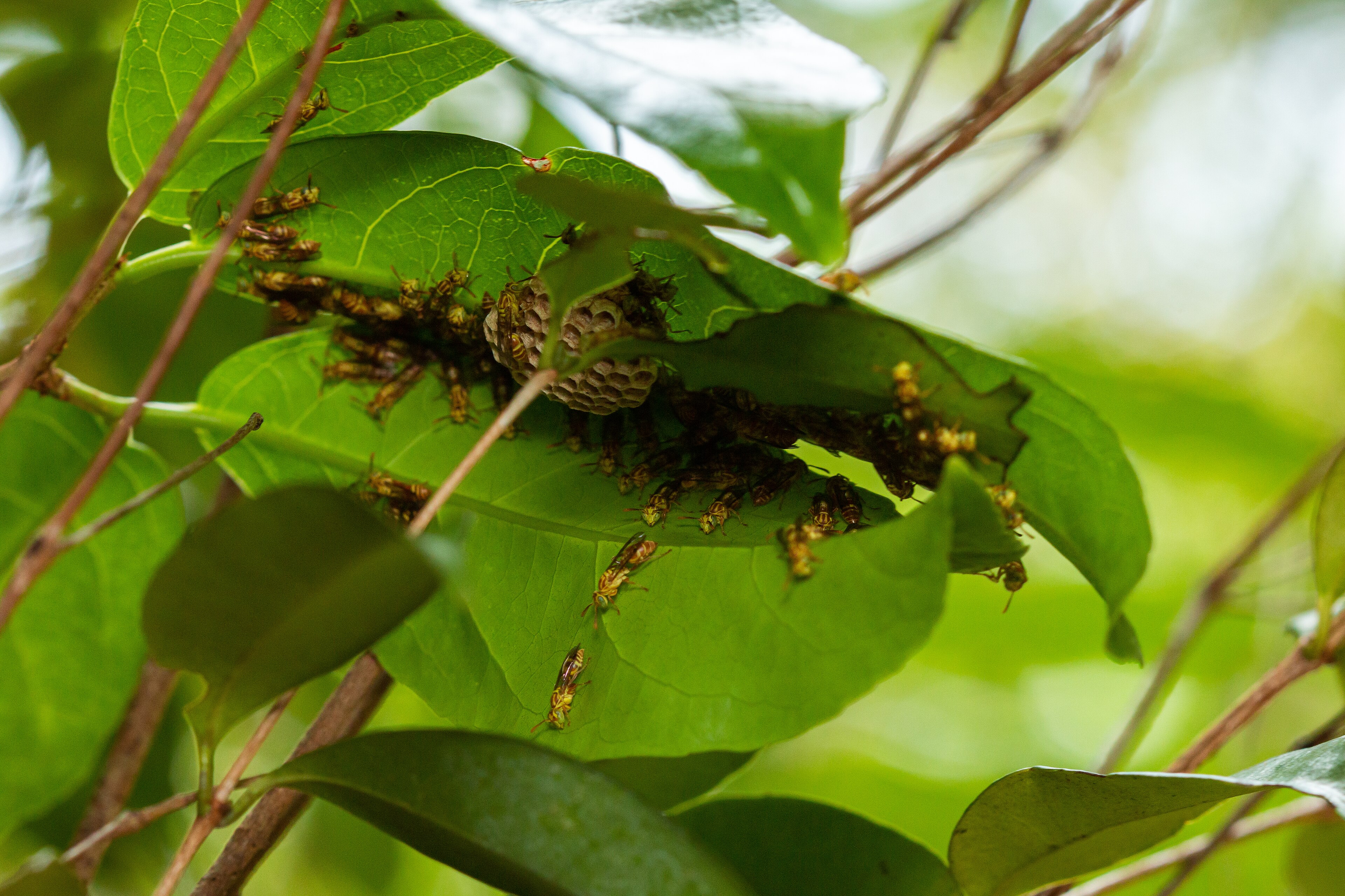 RPPN Mata Estrela — Mata Atlântica