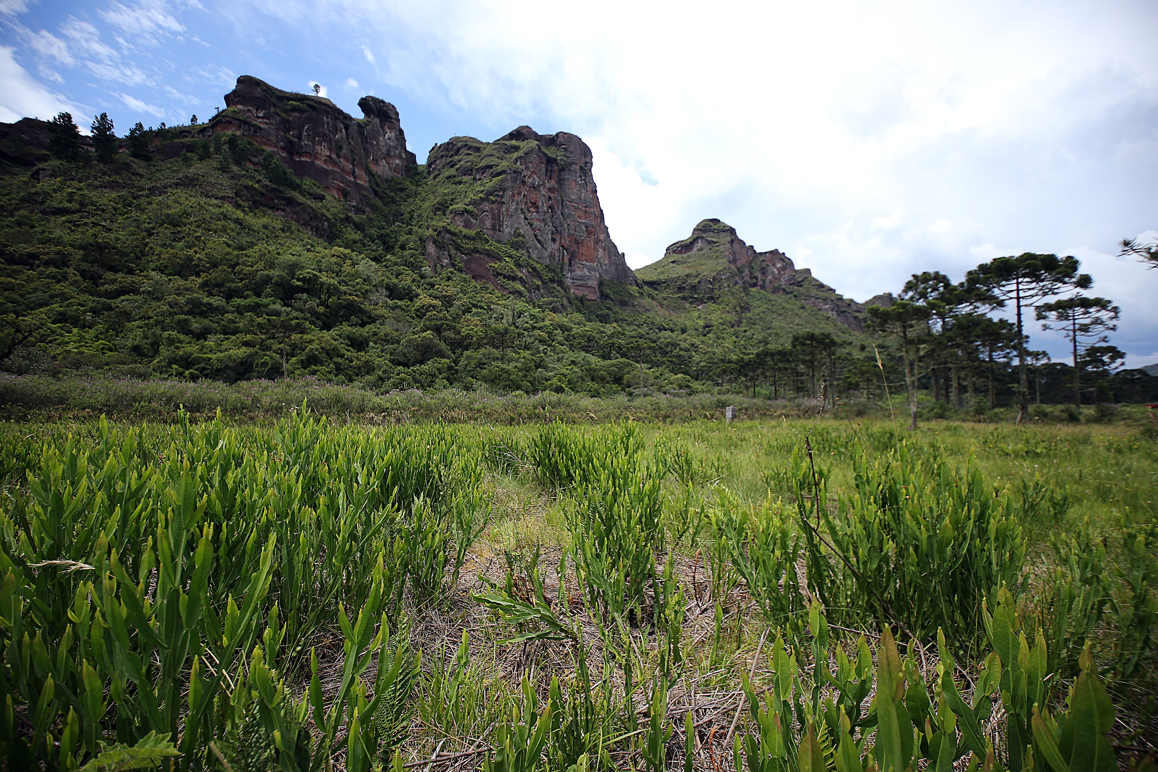 RPPN Pedra da Águia — Mata Atlântica