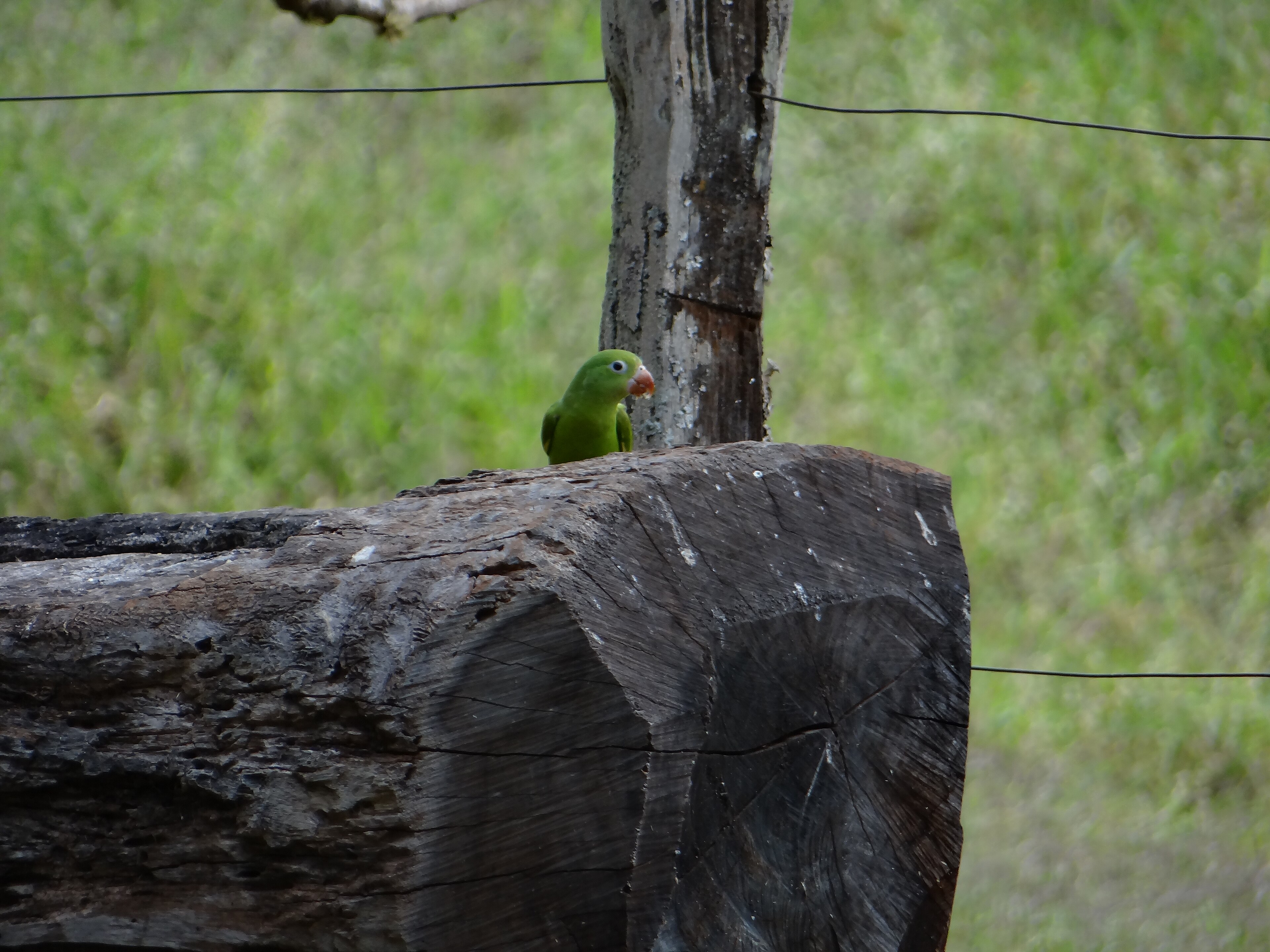 RPPN Reserva Ecológica Amadeu Botelho — Mata Atlântica