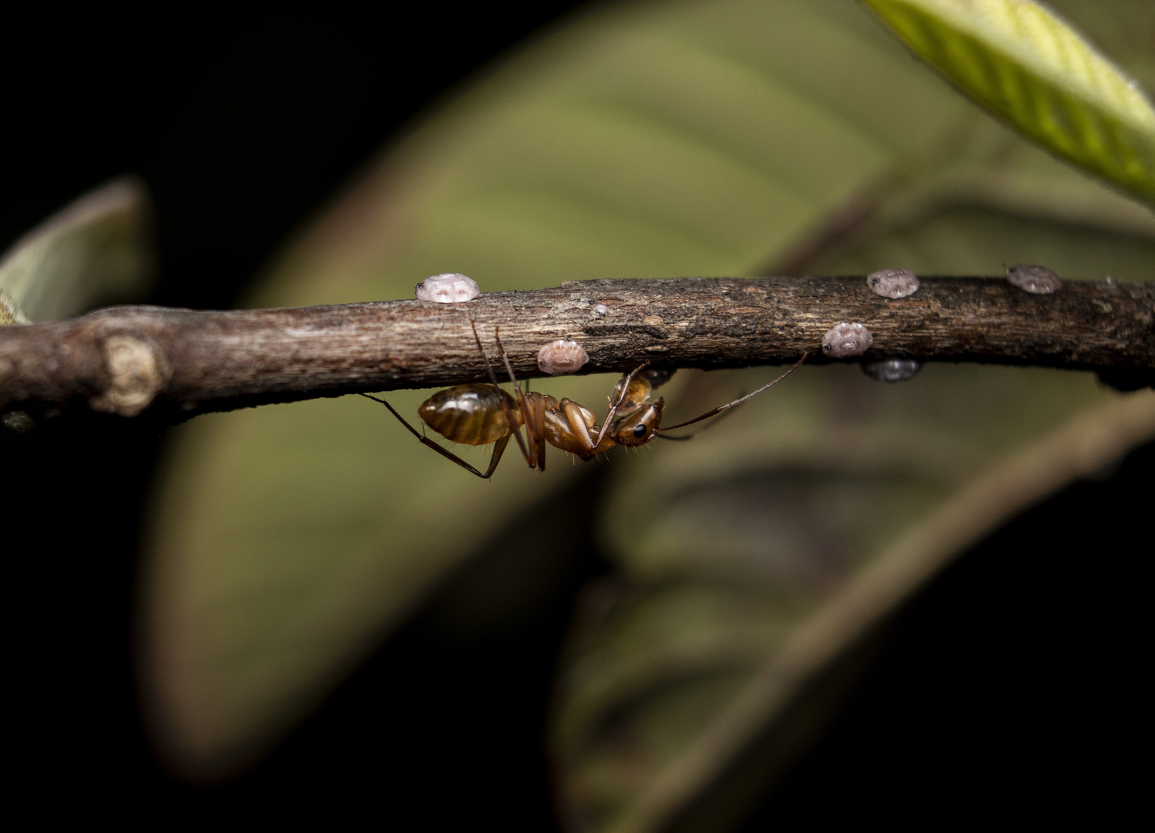 RPPN Reserva Ecológica Rio Bonito de Lumiar — Mata Atlântica