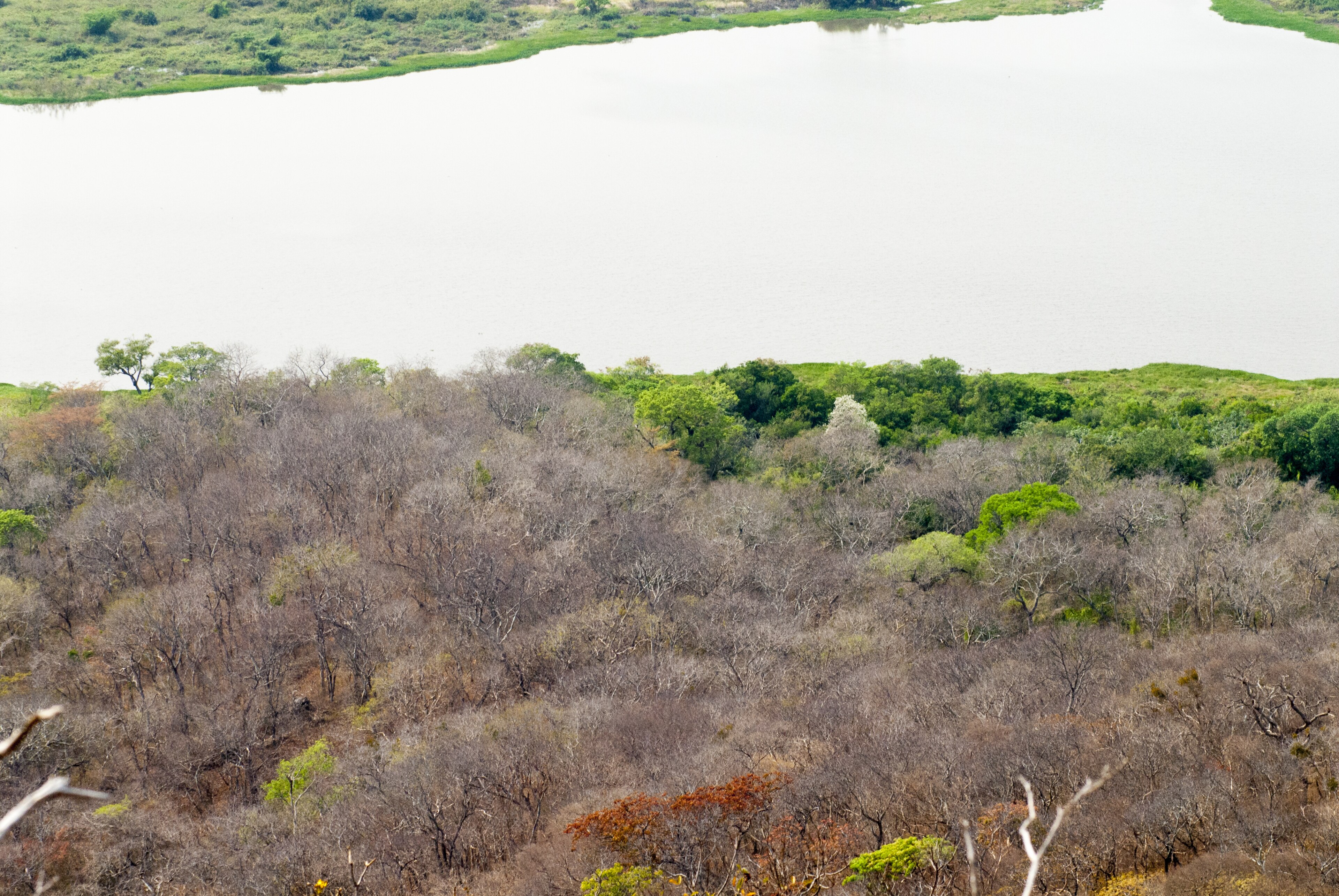 RPPN Reserva Natural Engenheiro Eliezer Batista — Pantanal