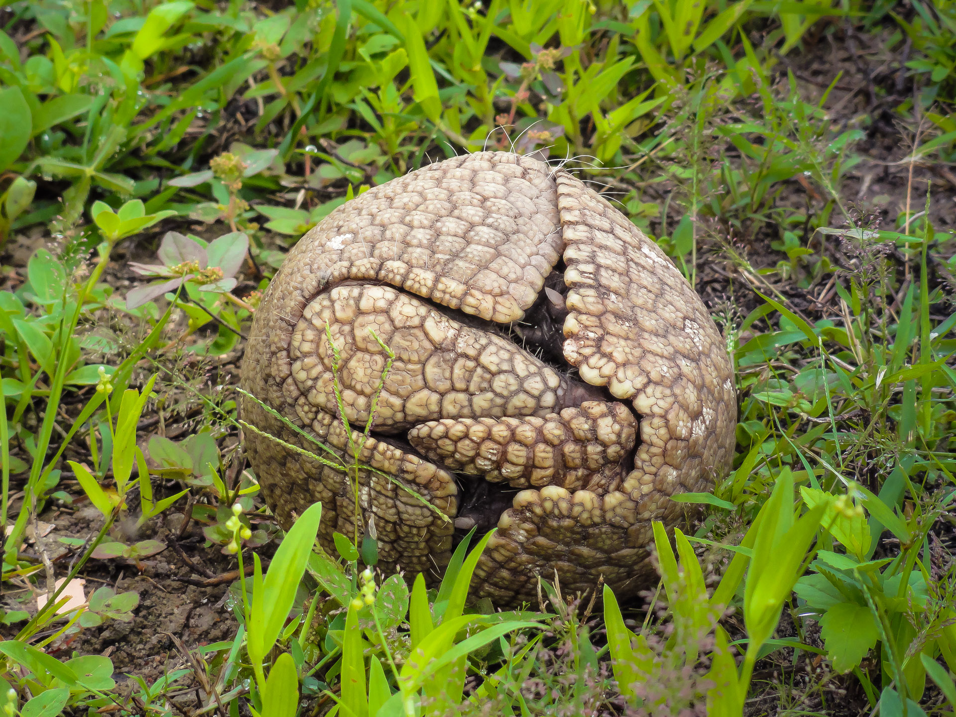 RPPN Serra das Almas — Caatinga